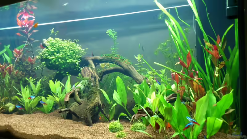 Seitenansicht von rechts 1 woche nach dem einpflanzen von &lt;---MARCO---&gt; (6)