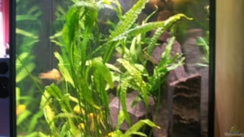 Seitenansicht von rechts (bis 23.07.) von Sven Leyh (3)