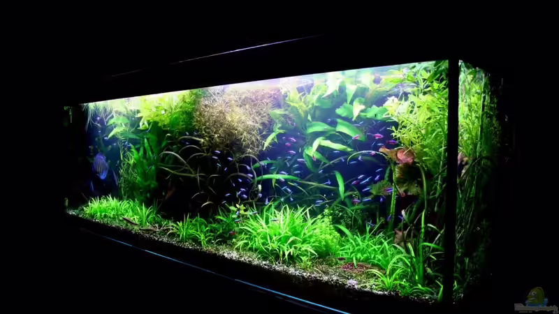 Seitenansicht von rechts von @mazonas (8)