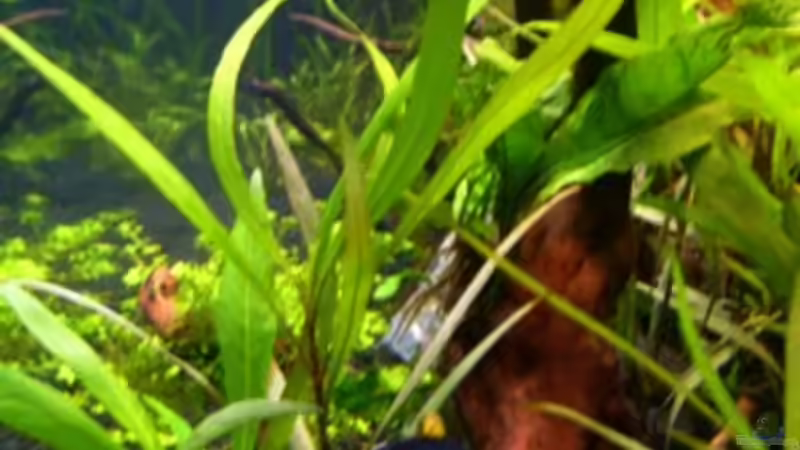 Seitenansicht von rechts von *angelfish* (8)