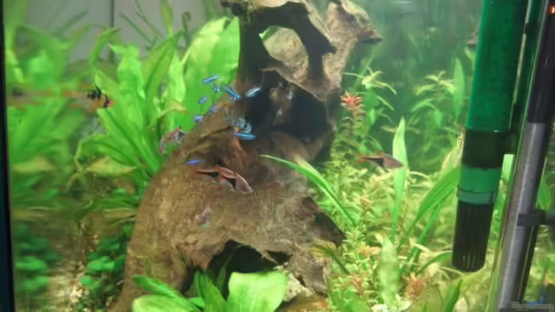 Seitenansicht von rechts von Grambo (2)