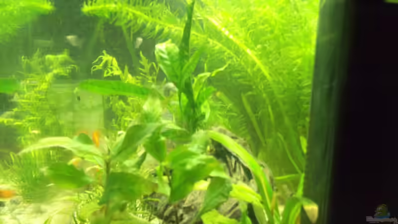 Seitenansicht von rechts von Maggie Blue (7)