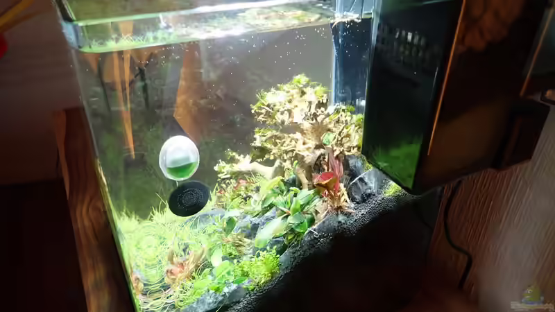 Seitenansicht von rechts von Mark D.C. (5)