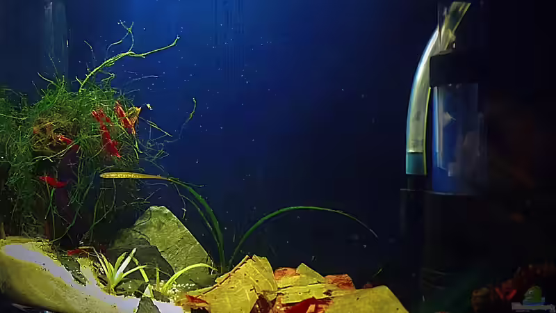 Seitenansicht von rechts von Sale87 (3)