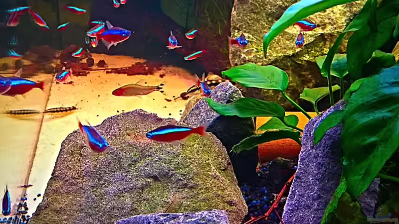 Seitenansicht von rechts von Sale87 (4)