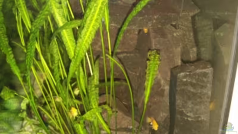 Seitenansicht von rechts von Sven Leyh (4)