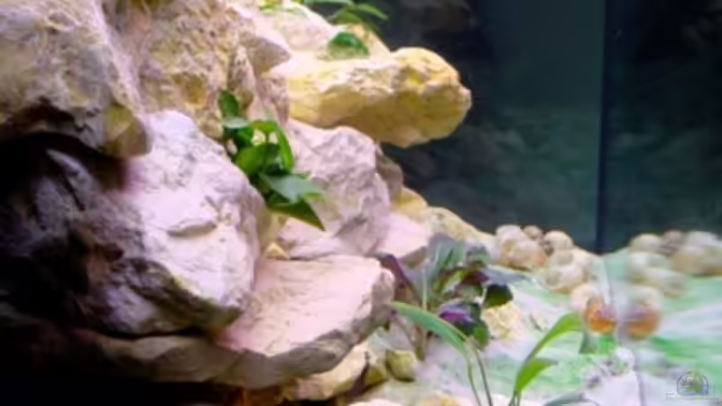 Seitenansicht von rhauk (4)