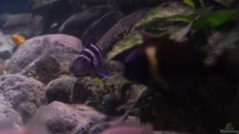 Seitenansicht von Rob Van Der Velde (6)