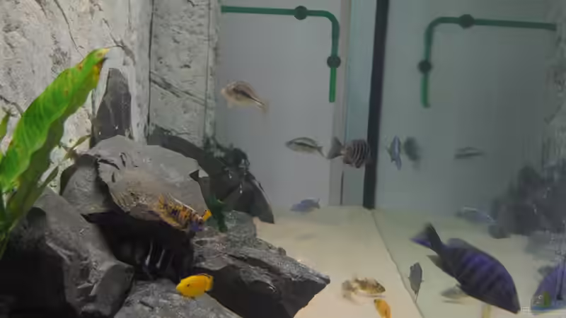 Seitenansicht von rOCkStaR (8)