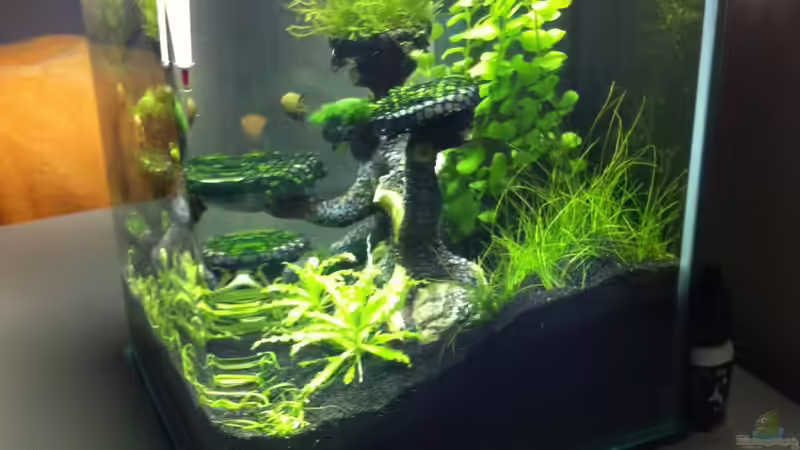 Seitenansicht von RoZan (12)