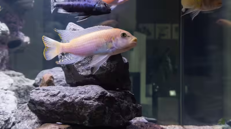 Seitenansicht von Steffen Wahl (2)