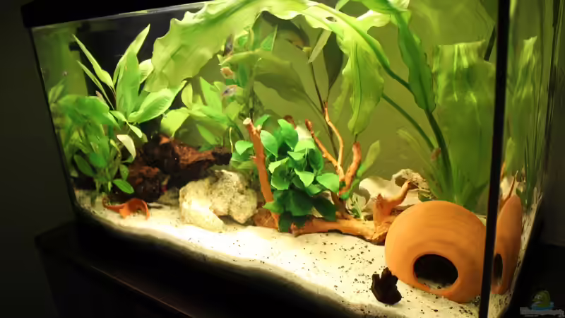 Seitenansicht von Strandberd (8)