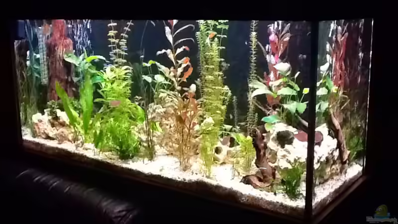 Seitenansicht von Süßwasserpirat (2)