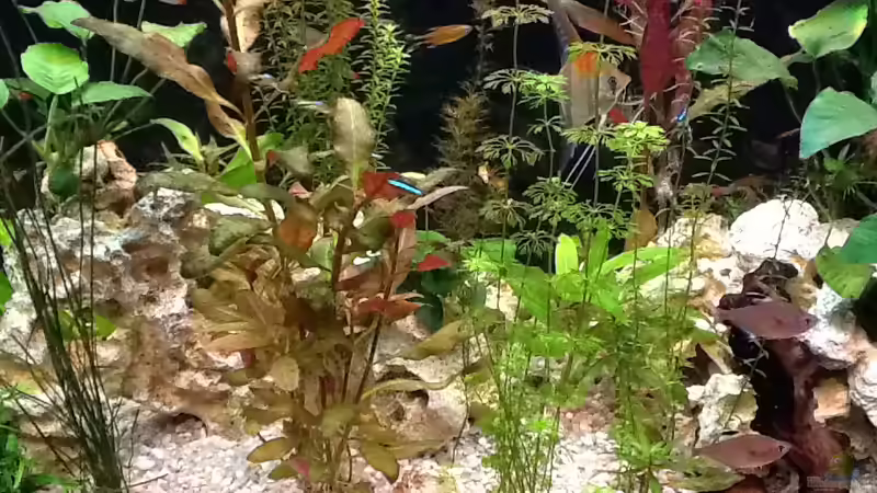 Seitenansicht von Süßwasserpirat (7)