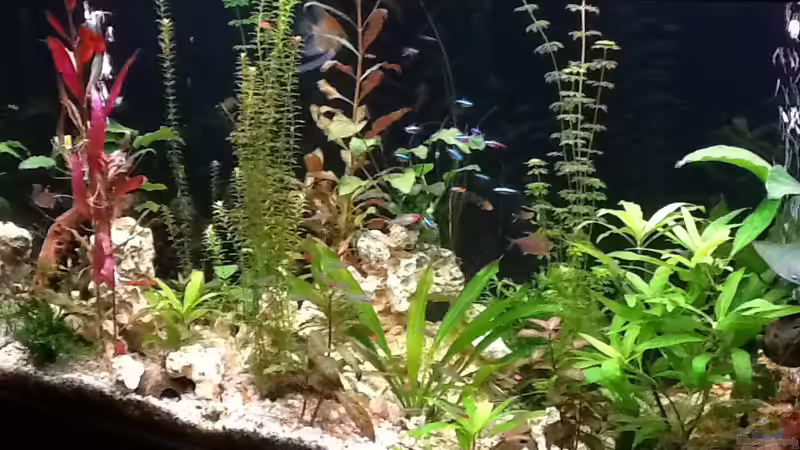 Seitenansicht von Süßwasserpirat (9)