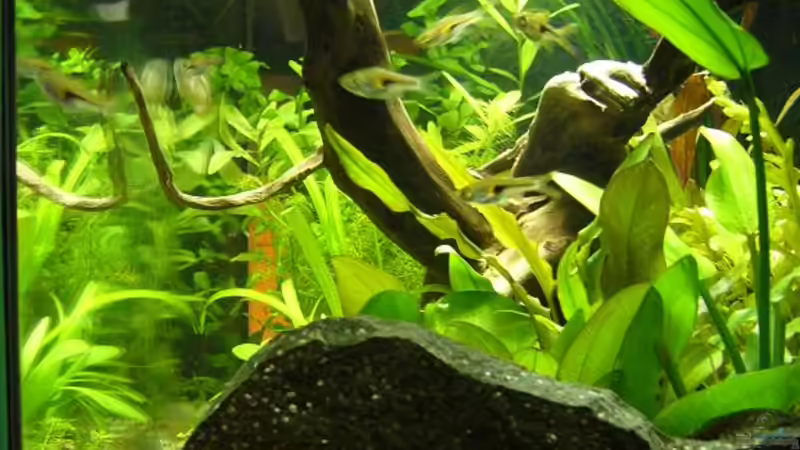 Seitenansicht von Sunnyboy_72 (19)