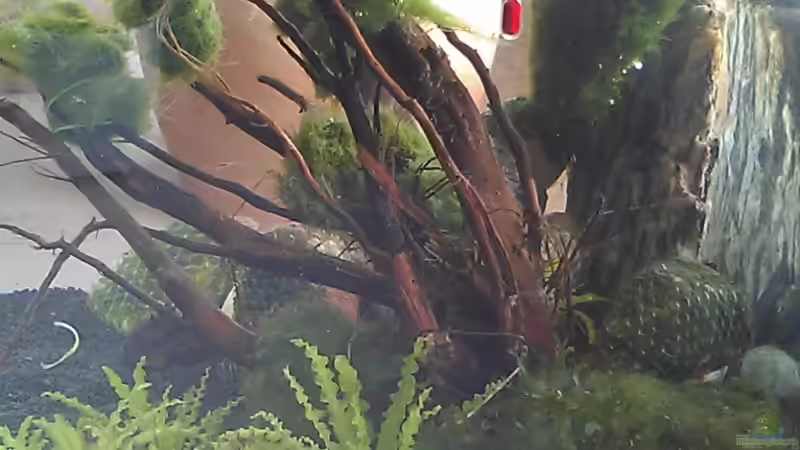 Seitenansicht von TinaMarie (8)