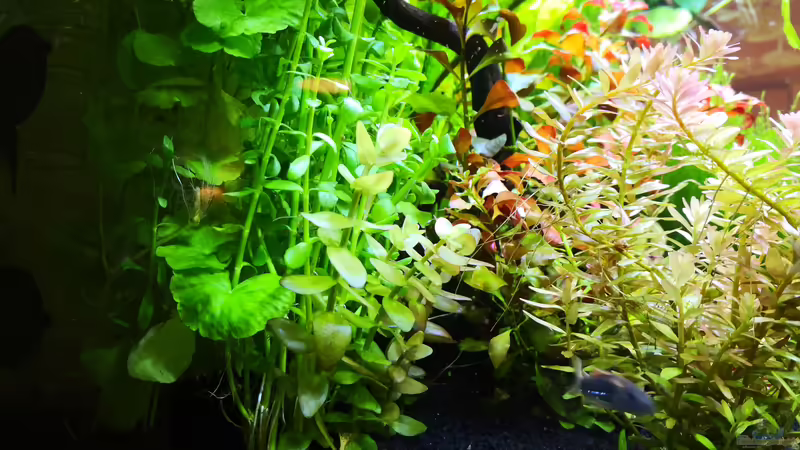 Seitenansicht von Wuppi (2)