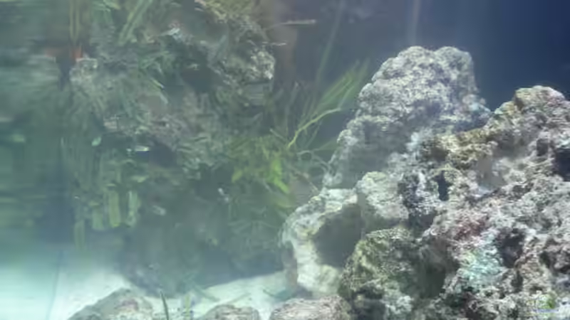 Seitenansicht von Zapfenmanderl (7)