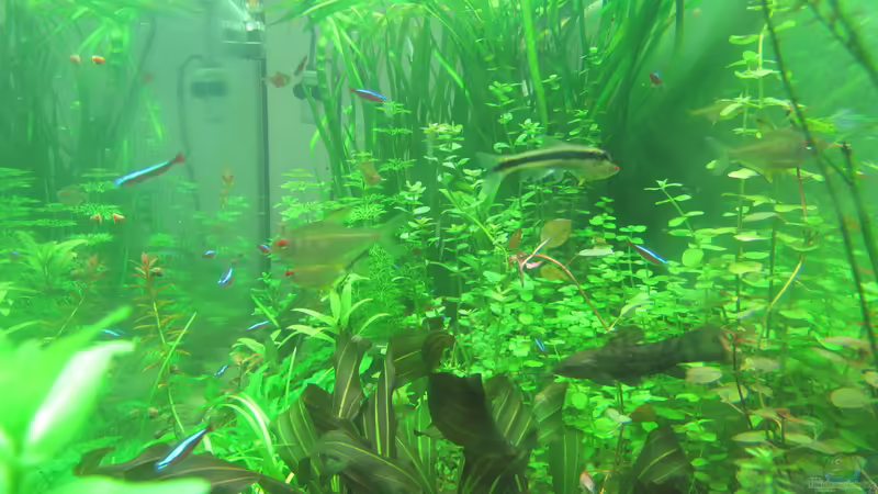 Seitenblick 24.02.2017 von Tigerlotus (13)