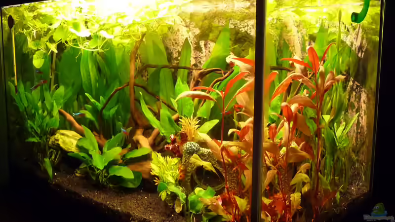 Seitenblick Januar 2013 von Noreia (2)