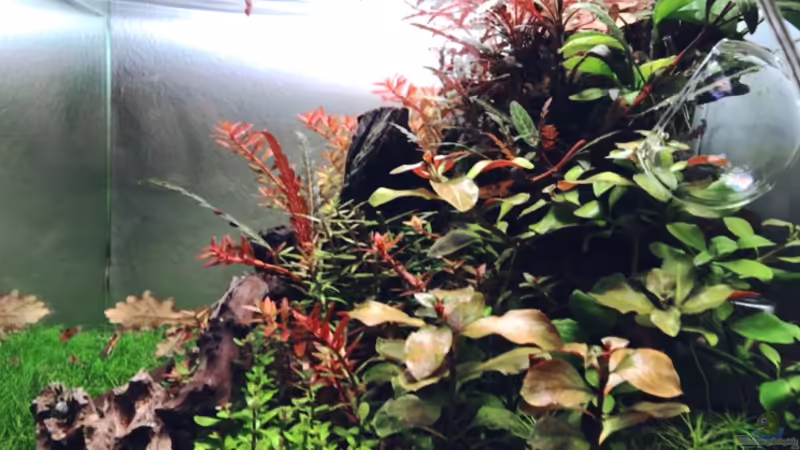 Seitenblick von alper_aquascape (2)