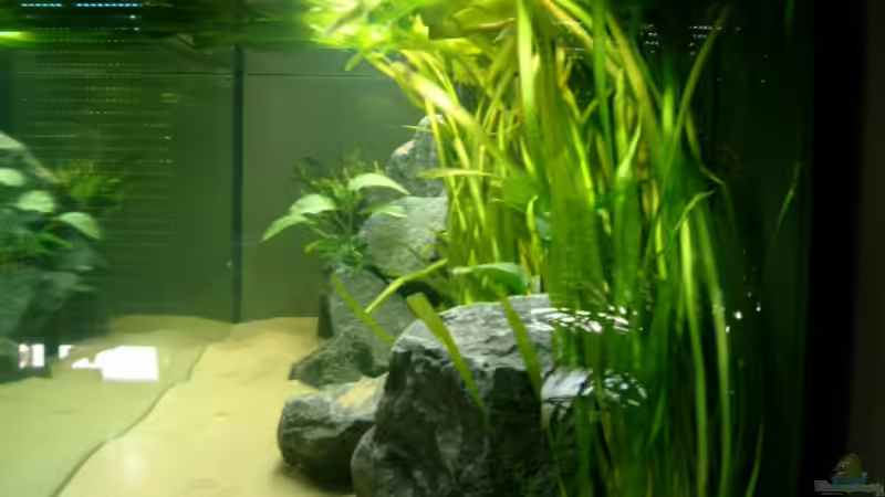 Seitendurchsicht mit Riesenvalisnerien von Crenii (4)