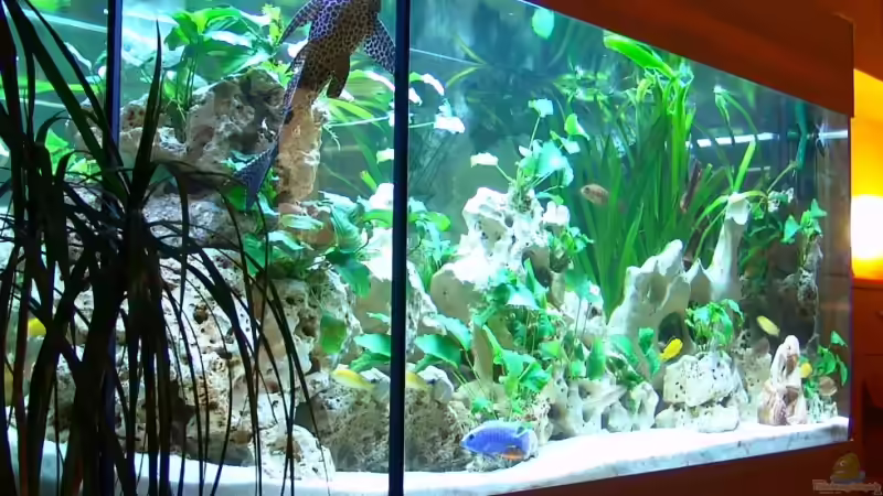 Seiteneinblick von Links von Malawi Freak (7)