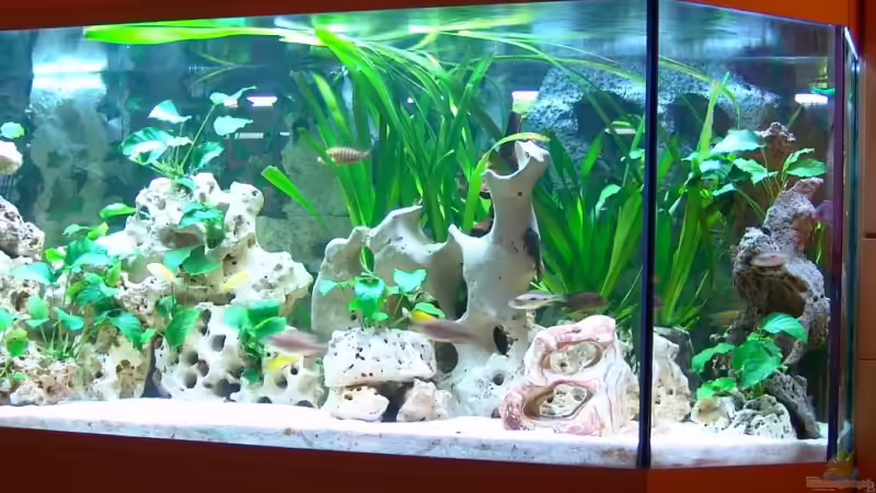 Seiteneinblick von Rechts von Malawi Freak (6)