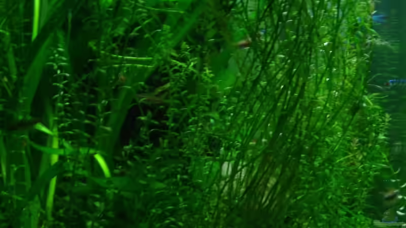 Seiteneinblicke von Traenenreiter (3)