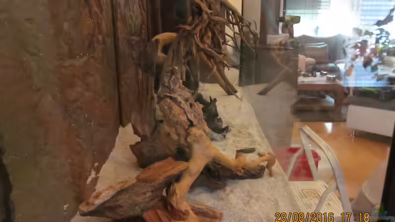 Seiteneinsicht,man sieht das versteinerte Holz das mittlerweile das Aquarium wieder verlassen hat und die herabhängende Fingerwurzel  von Ottche (25)