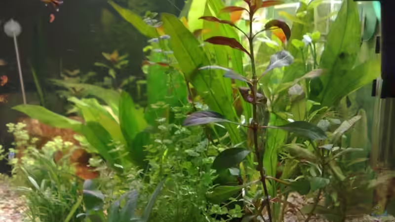 Seiteneinsicht von Rammsteinfan86 (5)