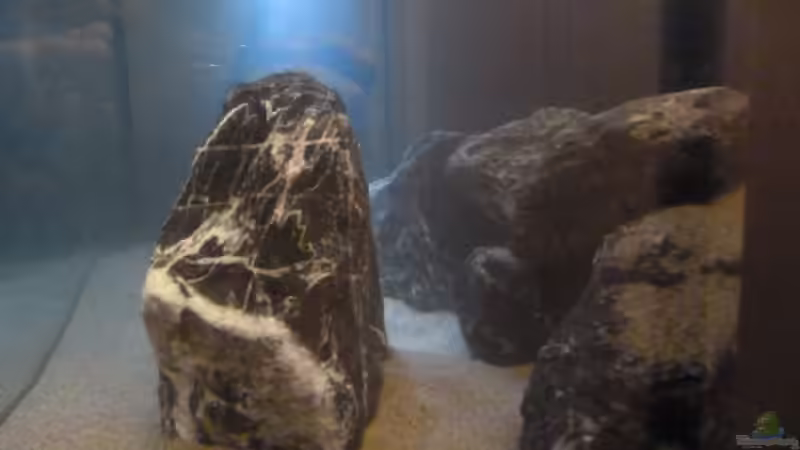 Seitenscheibe rechts von Carsten Peters (2)