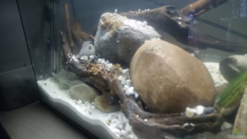 Seitensicht von Keathkliff (2)