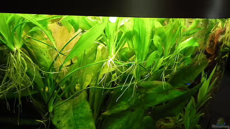 Seitentriebe meiner Echidorus bleheri von Bazzi (26)