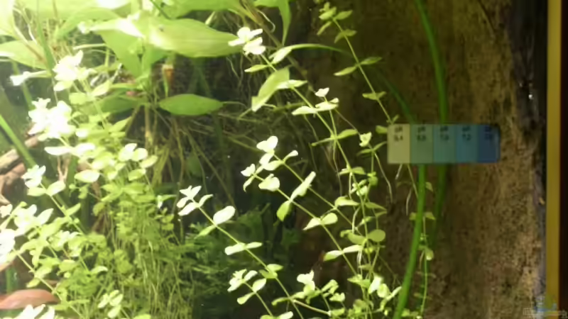 Seitenwand rechts von Dschinn (45)