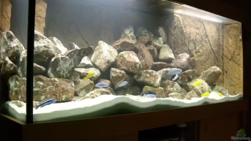 Seitlich mit nur 2 Lampen von ambrogio (11)