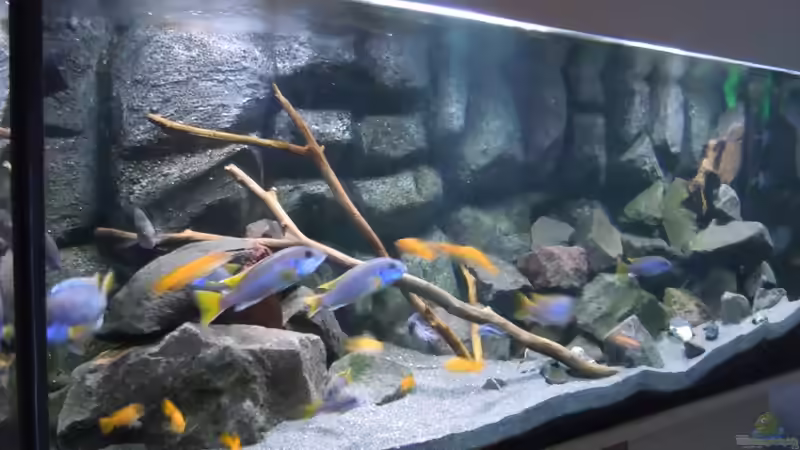 Seitliche ansicht des Beckens von Tim Mek (3)