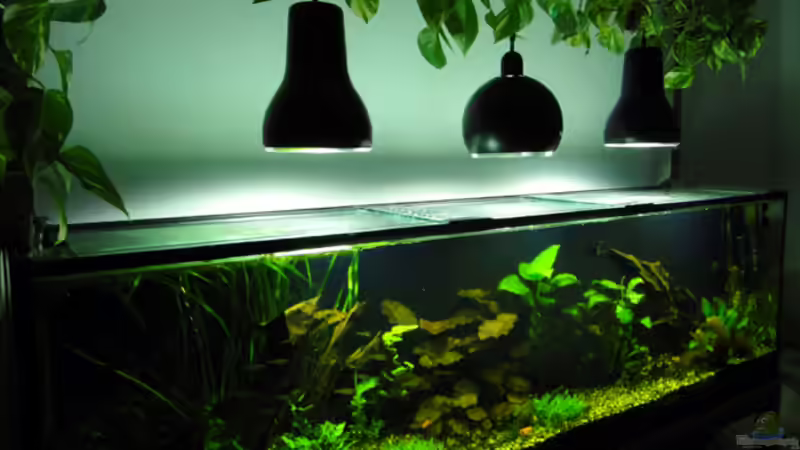 seitliche Ansicht von links (03.12.2010) von koba2 (5)