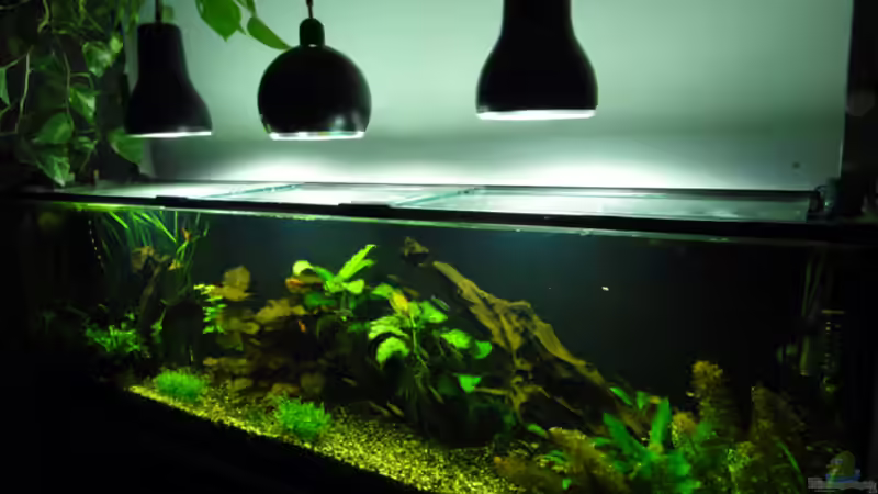 seitliche Ansicht von rechts (03.12.2010) von koba2 (6)