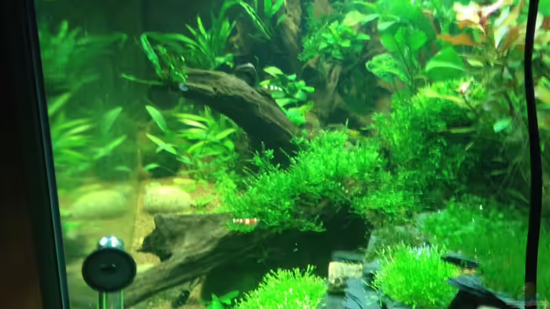 seitliche Ansicht von Thainrinn (8)