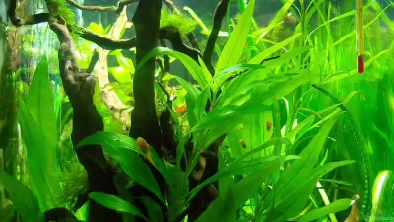 seitliche Einsicht 02.03.08 von Aquarienfreund44 (8)