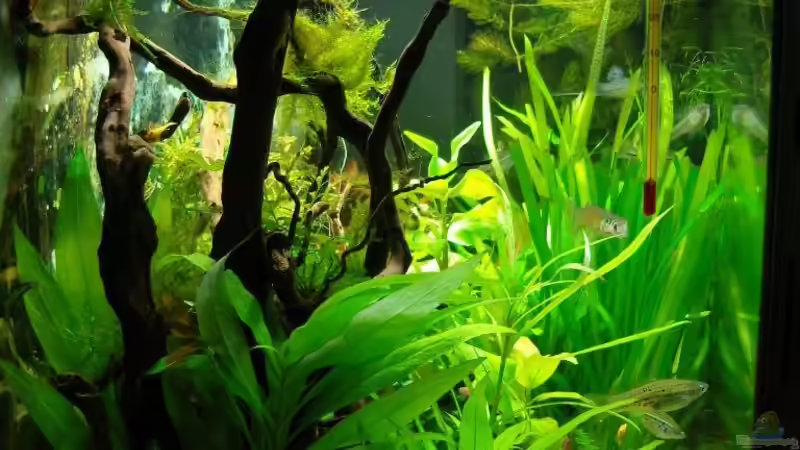 seitliche Einsicht von Aquarienfreund44 (3)