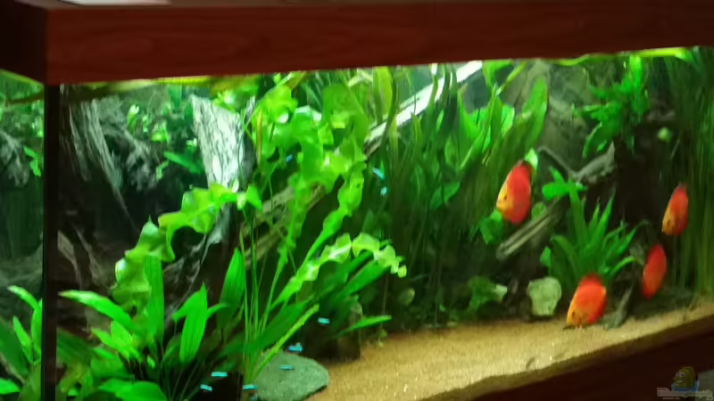 seitliche Gesamtansicht von podoma (9)