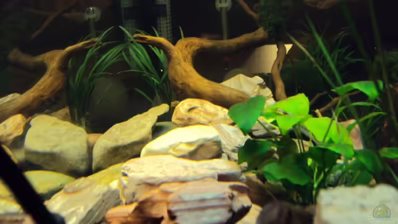 seitlicher Blick, aus Sicht der Strömungspumpen von Fabian Kühn (3)