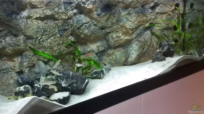 Seitlicher Blick ins Tanga-Becken von spriggina (13)