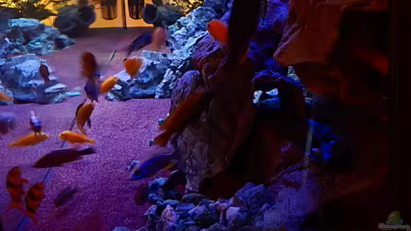 Seitlicher Einblick von Frank Hopp (80)