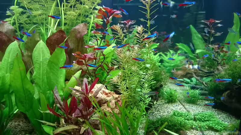 seitlicher Einblick von Pfaelzer (3)