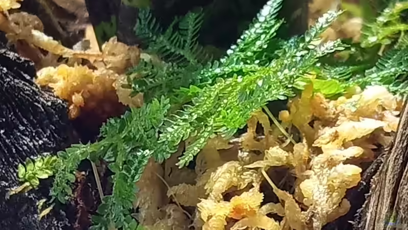 Selaginella kraussiana von Junglist (11)