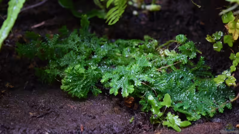 Selaginella uncinata von Junglist (25)